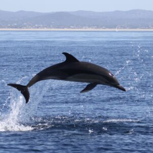 Excursão aos golfinhos e à vida marinha